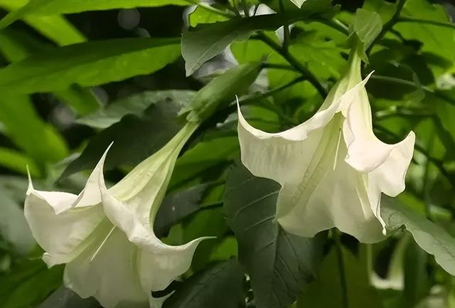 曼陀罗花刺有毒吗，小区惊现有毒“情花”