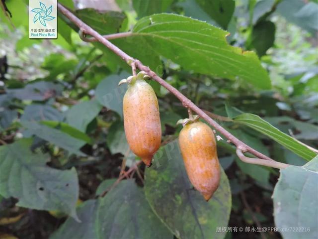 脆香枣子，别样软枣子