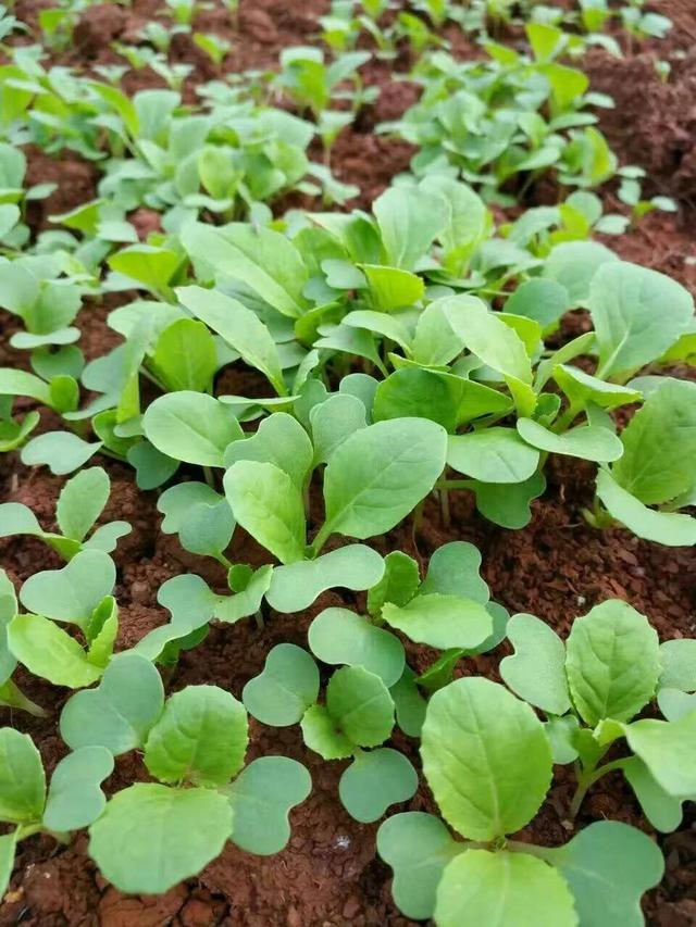 白菜种植技术和注意事项，白菜种植要点分析