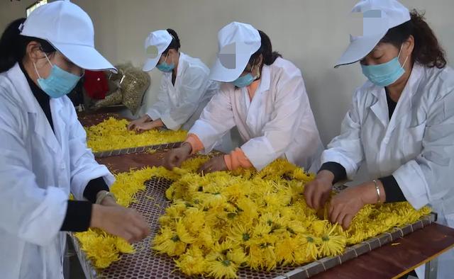 好喝不甜的菊花茶推荐一下，夏饮菊花茶清凉一整夏