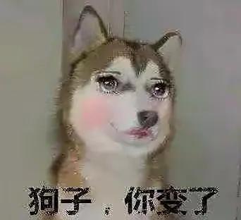 狗的土味方言，一些土味小狗怪图，收了