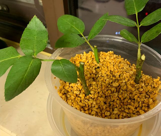 一般用什么土最合适，这2种土各有优缺点