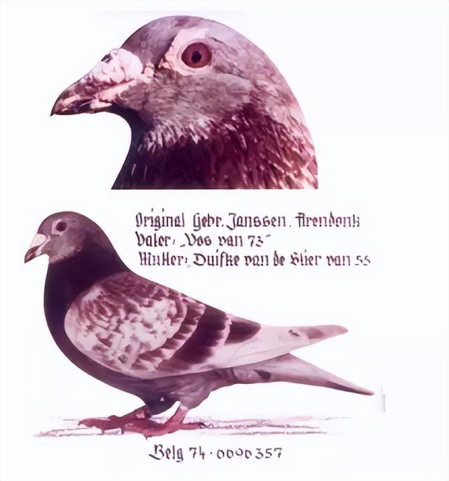 詹森种鸽排名前十名，那些默默无闻的种鸽