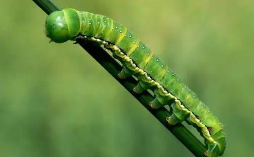 夏天时节农村的，被毛毛虫蛰了严重反应是什么