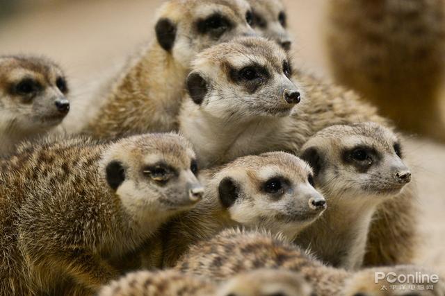 尼康微单相机推荐z9，入手旗舰全画幅相机