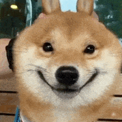 狗狗最有灵性的表现，狗狗聪明有灵性的表现（狗狗越是聪明）