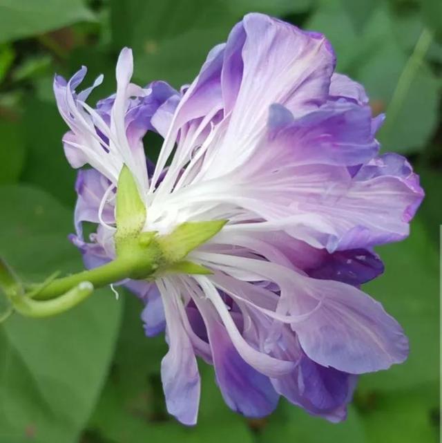 做梦也没想到牵牛花能开成这个样子，斗牛牛心脏（周公解梦：梦见这四种花草）
