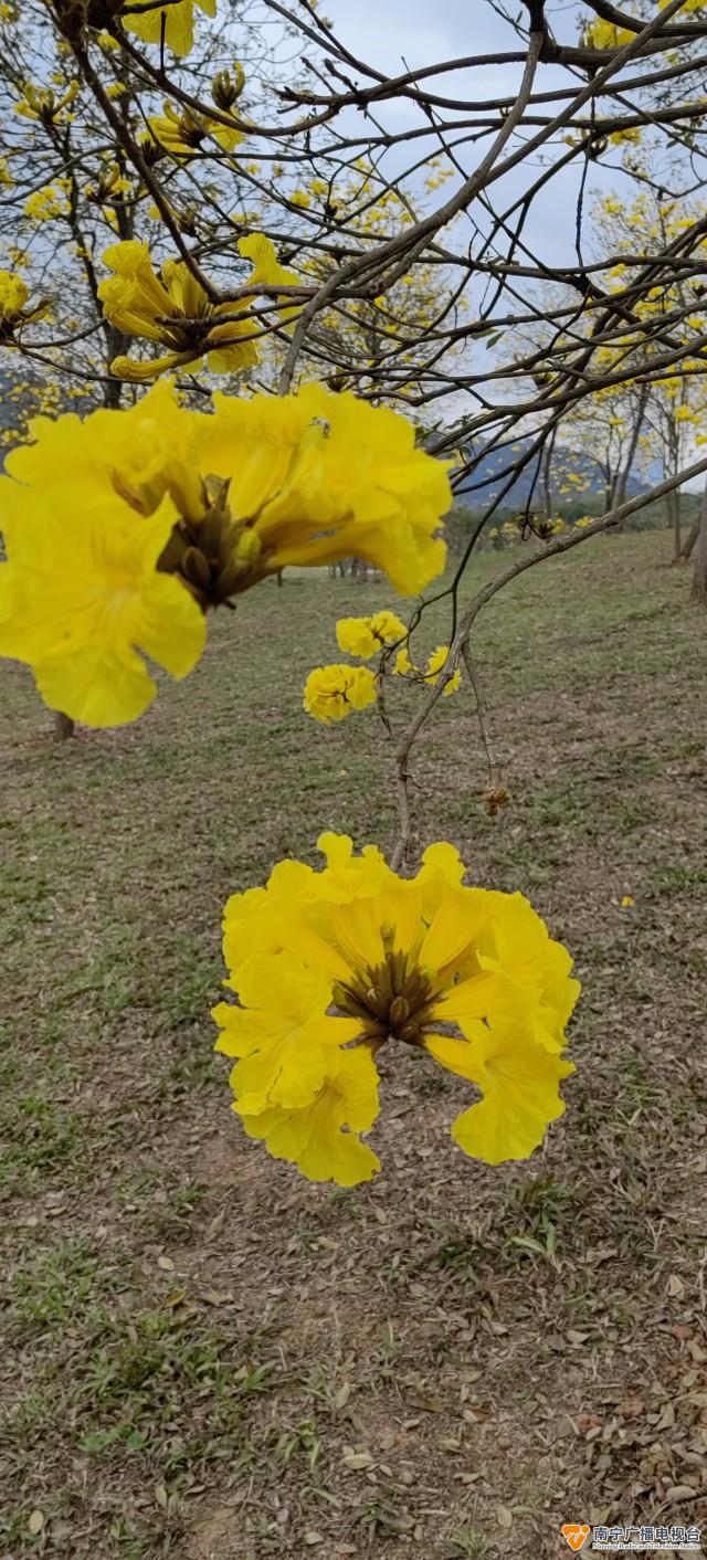 黄花风铃花开正盛，美丽温江——风铃艳诱人