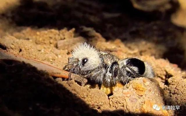 6种长相奇特的动物，千奇百怪一眼销魂