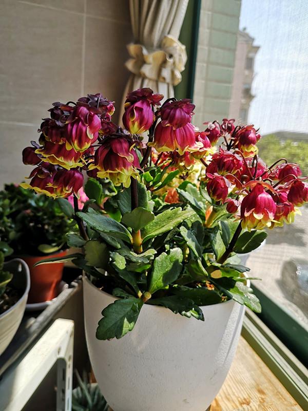 春节花卉品种大全大图，春节遇花期，五彩斑斓过新年