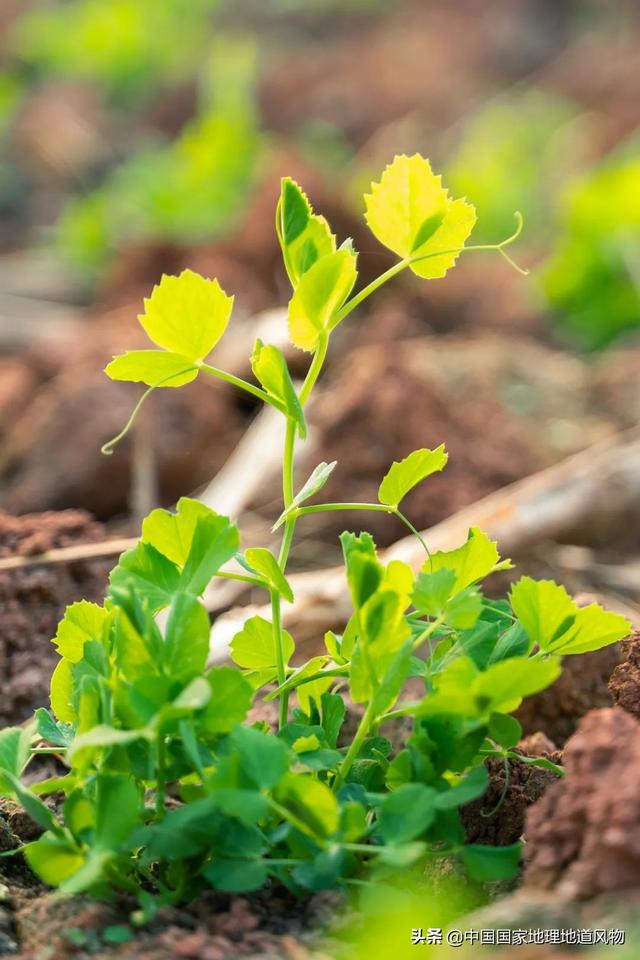 在地里挖的野苦菜怎么吃，野菜苦菜的三种家常吃法