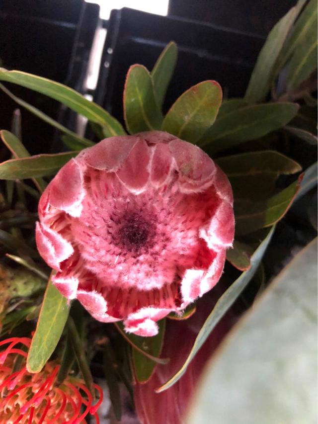 十大最贵最美兰花，绝美兰花50幅