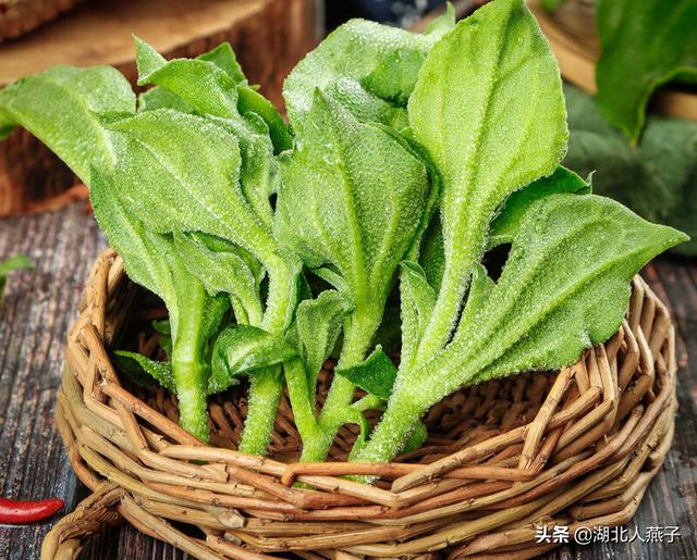 野菜的种类和图片大全，四季野菜图文大全（最美味的15种野菜）