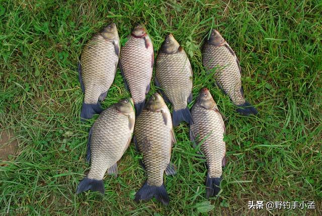 钓鱼技巧全攻略，如何钓鲫鱼钓鱼技巧全攻略（钓鱼技巧：4个实用野钓技巧）