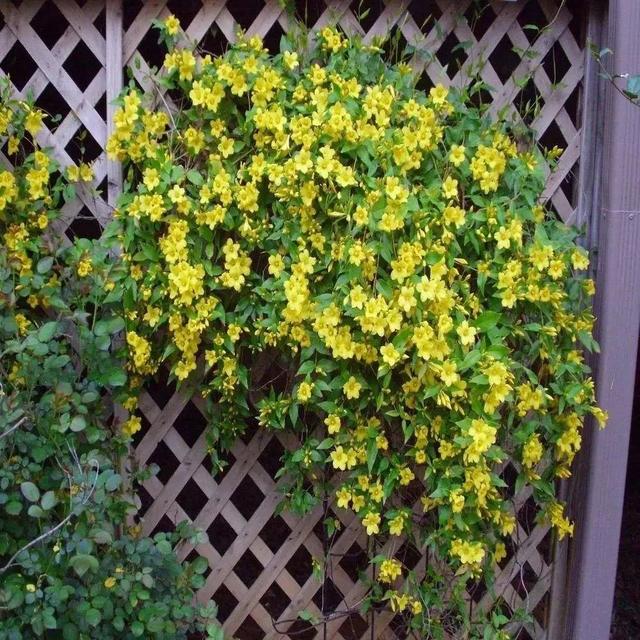 什么花好看又好养，开花好看又好养的花卉（种一盆好看又好养）