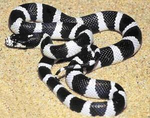 苗族蛊术是真的吗，湘西蛊术到底有多神秘