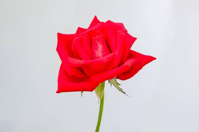 赠人玫瑰手有余香，赠人玫瑰花香绕手（赠人玫瑰手有余香）