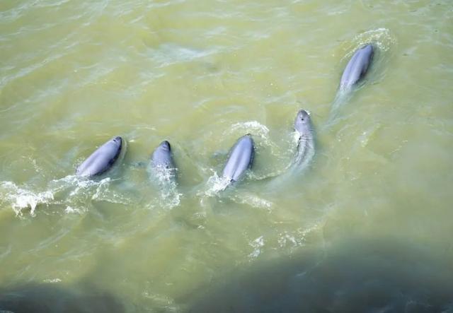 第21届安徽省摄影艺术展入选证书，“安徽·镜像——安徽省摄影作品展”在杭启幕