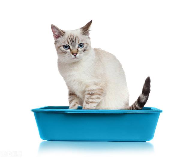 猫咪乱拉屎的原因，猫咪为什么突然到处大小便（常见的5种引起猫咪腹泻的病因）