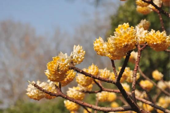 春有百花盘点常见的67种，百花名称图（清明踏青常见花种你认识多少）