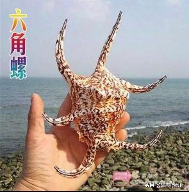 海南的海螺有哪些品种，海南风光美090具有食用与观赏价值的海螺