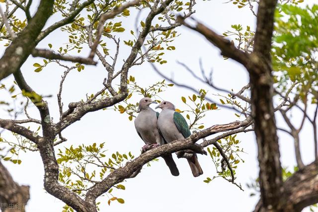 寓言故事打草惊蛇，森林演义之鸠占鹊巢