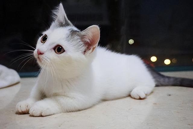 矮脚猫是什么品种，矮脚猫优缺点是什么（小短腿的矮脚猫，傻傻分不清楚）