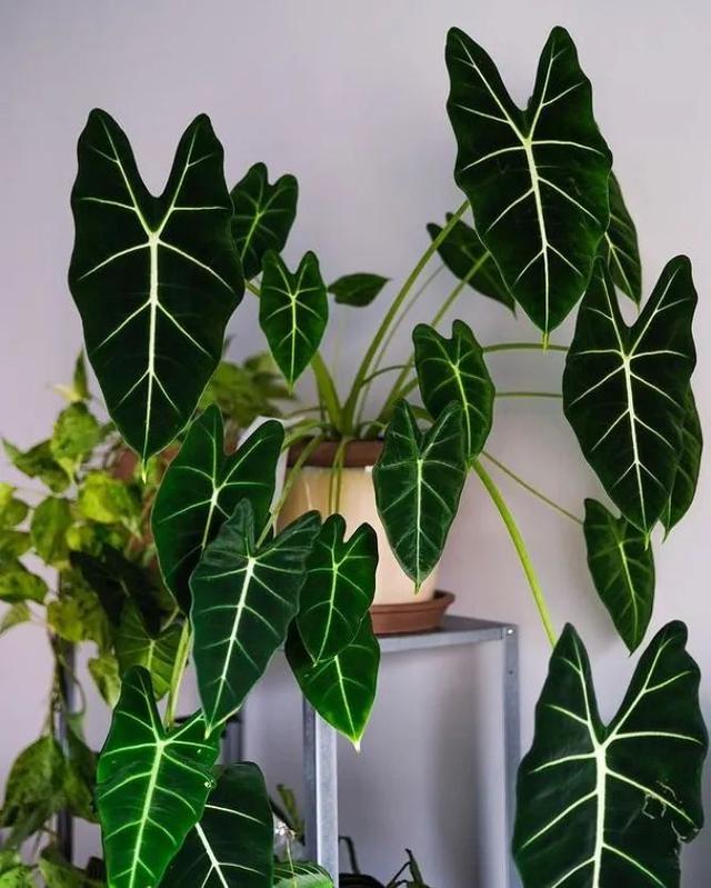 各种盆栽花的养殖方法，很值得养一盆的6种室内盆栽