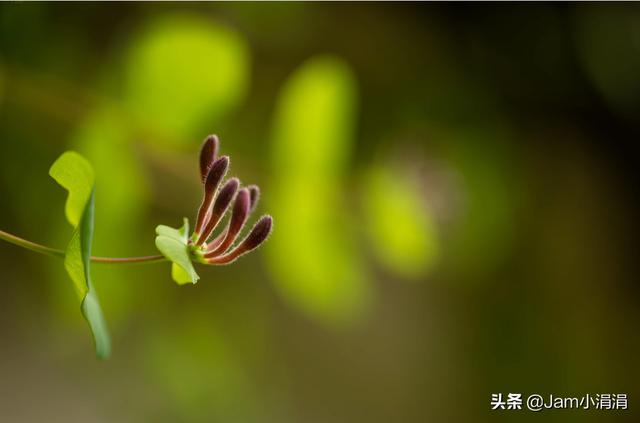 微距怎么拍摄最好，实用技巧微距拍摄基础