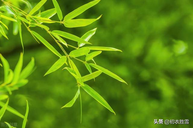 岁寒三友的诗句，岁寒三友情深的诗句（岁寒三友<现代诗>）