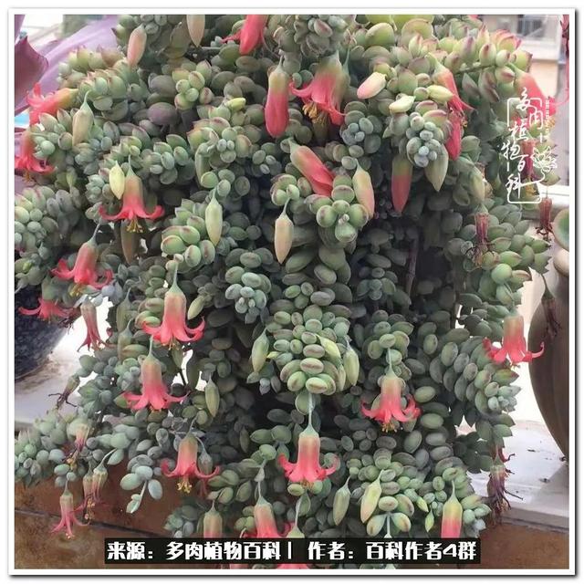 好养的容易上色的景天科多肉，景天科常见多肉图鉴不完全版D系列