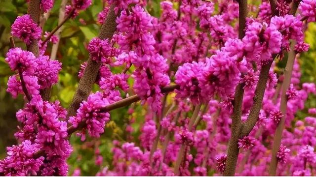 春有百花盘点常见的67种，百花名称图（清明踏青常见花种你认识多少）