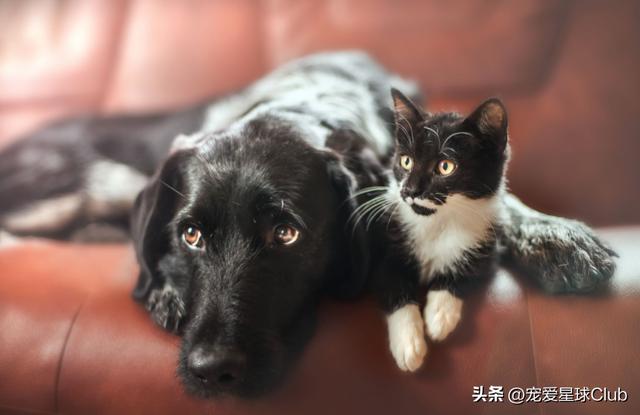 驱虫的正确方法和时间，养猪经：这样驱虫才能事半功倍