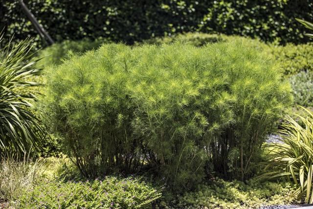 2米高罗汉松价格多少，2米高罗汉松价目表