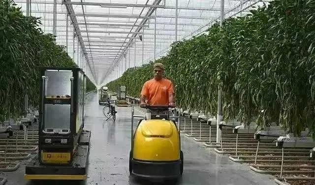 荷兰国家简介及特点，平均身高1.69米