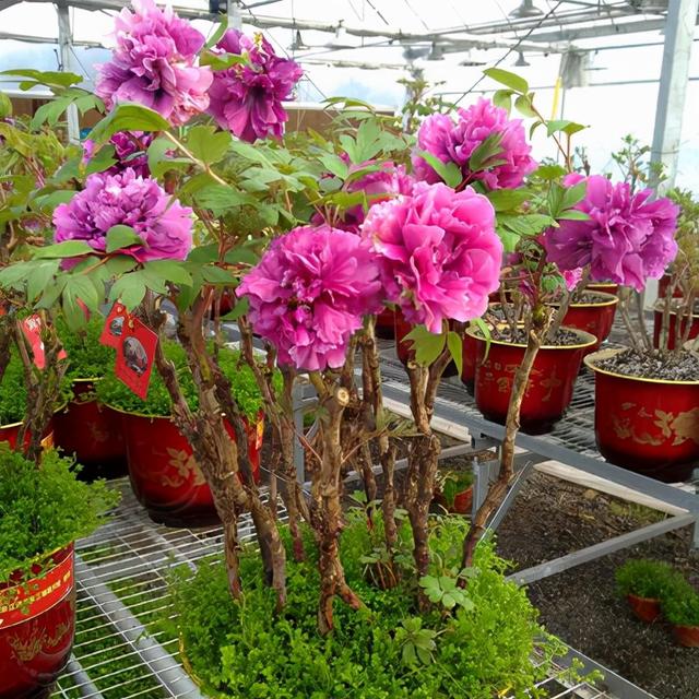 家里多养花的6大好处，10个养花好处