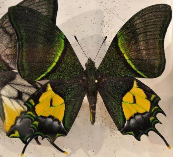 世界八大名贵蝴蝶，世界十大名贵蝴蝶