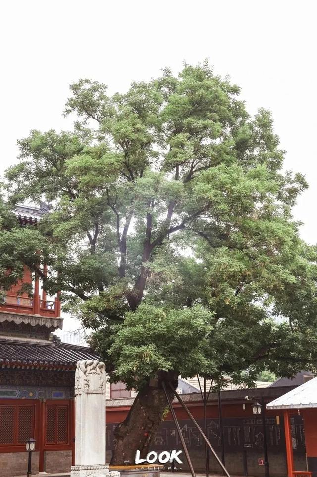 北京周末好去处市区，周末打卡好去处-白塔寺