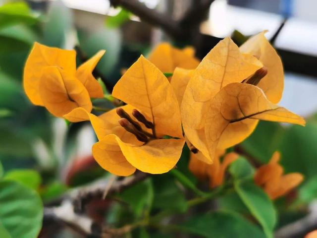 什么花四季都开，一年四季开花不断的花（5种漂亮的花）