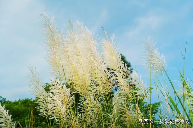适合庭院养的草花，25种观赏草观叶赏花
