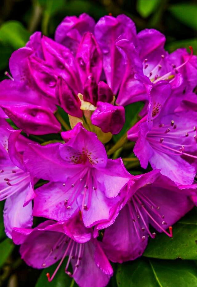 花开有期只为在最美时光里遇见你，一花一深情花如人生