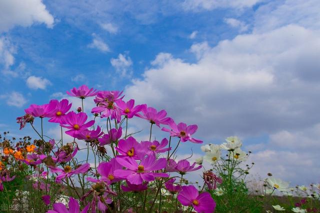 格桑花象征着什么意义，格桑花的寓意你知道吗