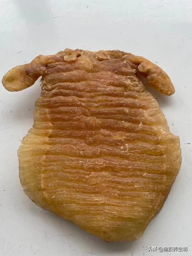 人工合成鱼胶图片，合成鱼胶怎么分辨