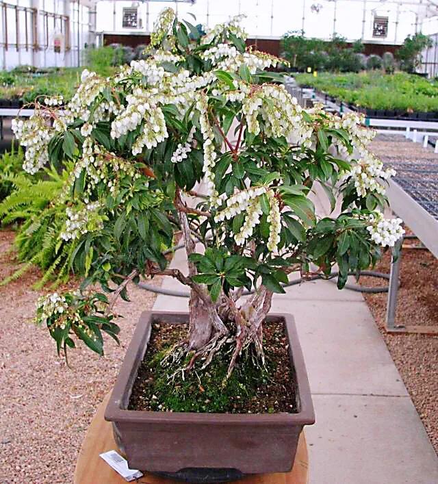 马醉木好不好养，马醉木及其品种介绍