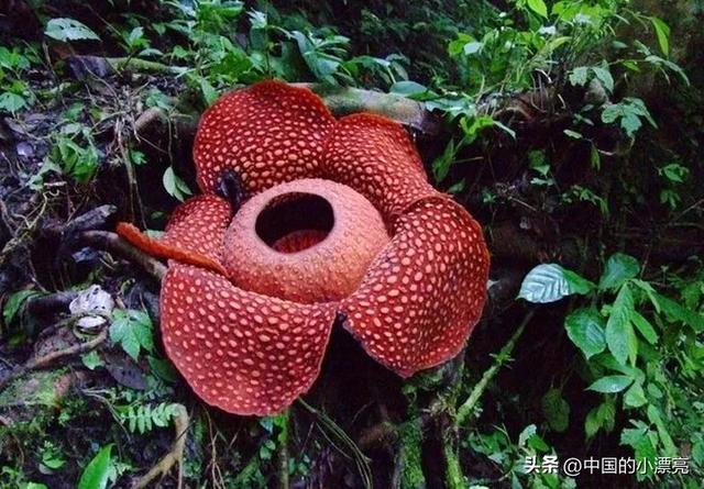 为什么大王花被叫做食人花，大王花也叫做食人花