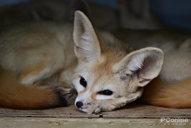 尼康微单相机推荐z9，入手旗舰全画幅相机