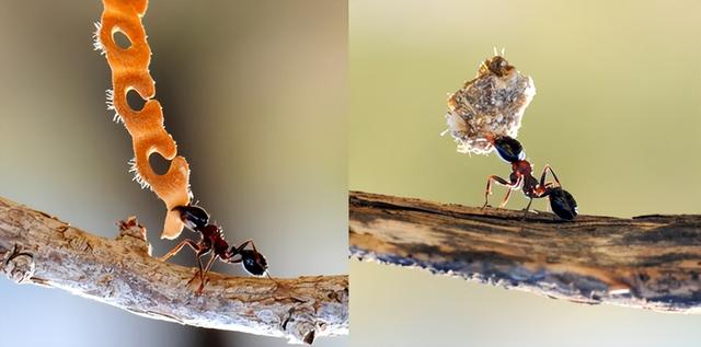 世界上最大的蚂蚁，世界上最大的蚂蚁在哪里生长（世界上最大的蚂蚁公牛蚁）