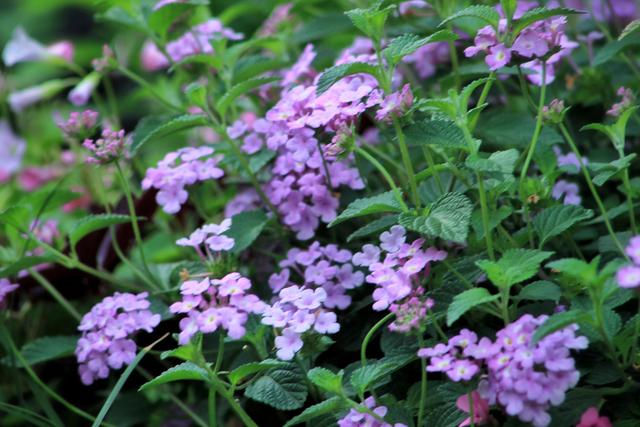 紫红色景观花卉，花卉紫色花卉