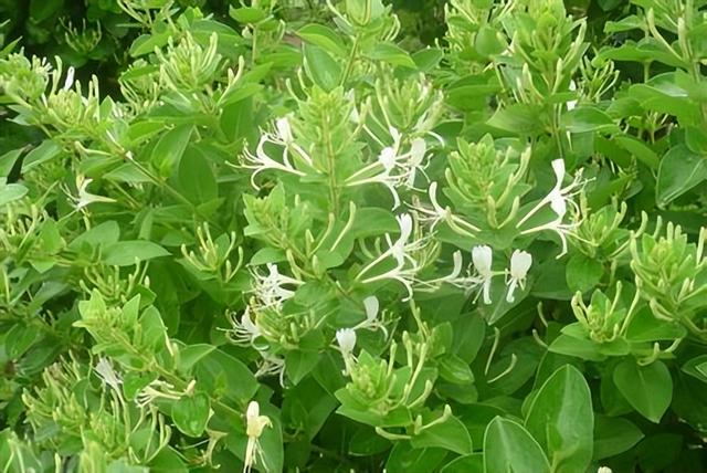 金银花养护技术要点，金银花一年四季的养殖方法