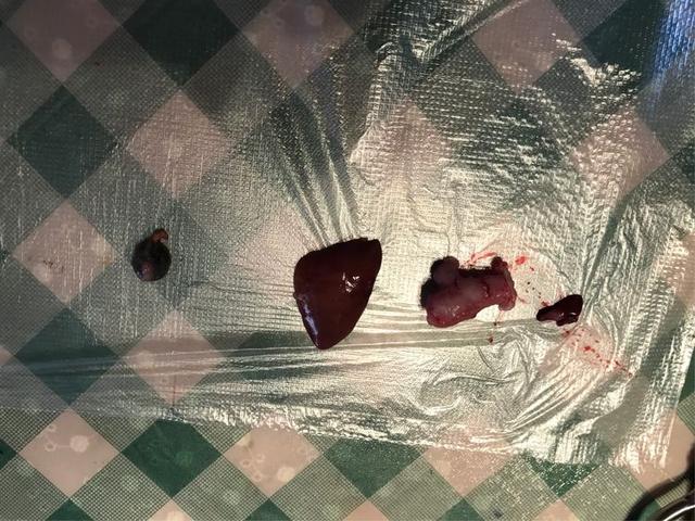 鱼的内脏解剖图，龙鱼内脏解剖图解（通体熟透、内脏掏空）